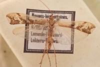 Limnephilus marmoratus