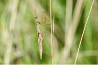 Mantis religiosa