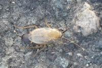 Planuncus vinzi
