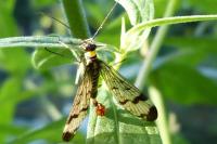 Panorpa communis