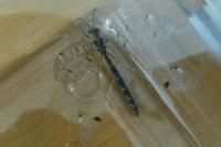 Distoleon tetragrammicus