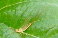 Potamanthus luteus
