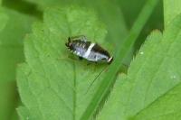 Planuncus vinzi