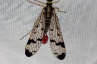 Panorpa communis