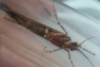 Glyphotaelius pellucidus