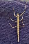 Clonopsis gallica