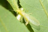 Xanthoperla apicalis