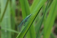 Chrysopa perla