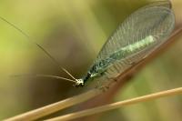 Chrysopa walkeri