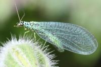 Chrysopa perla