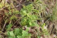 Clonopsis gallica