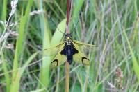 Libelloides longicornis