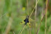Libelloides longicornis
