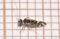 Graphopsocus cruciatus