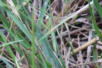 Mantis religiosa