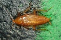 Ectobius pallidus