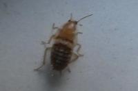 Planuncus vinzi