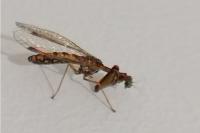 Mantispa styriaca