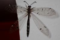 Distoleon tetragrammicus