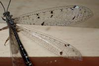 Distoleon tetragrammicus