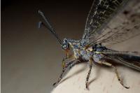 Distoleon tetragrammicus