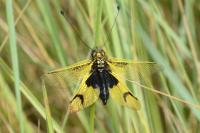 Libelloides longicornis