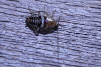 Planuncus vinzi