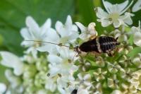 Planuncus vinzi