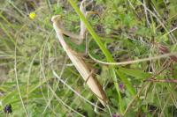 Mantis religiosa