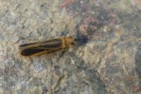 Chimarra marginata
