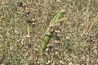 Mantis religiosa