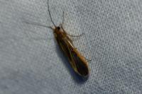 Chimarra marginata