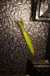 Mantis religiosa