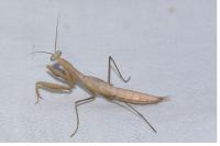 Mantis religiosa