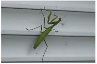 Mantis religiosa