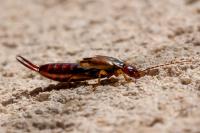 Forficula auricularia