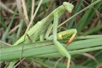 Mantis religiosa