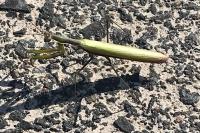 Mantis religiosa