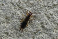 Forficula auricularia