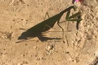 Mantis religiosa