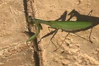 Mantis religiosa