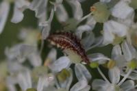 Chrysoperla