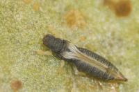 Heliothrips haemorrhoidalis