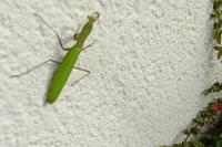 Mantis religiosa
