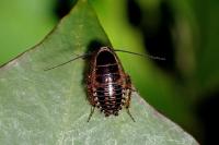 Ectobius sylvestris