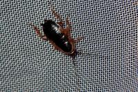 Ectobius sylvestris