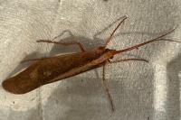 Stenophylax permistus