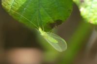 Chrysopa