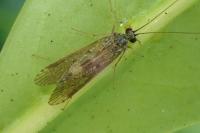 Hydropsyche contubernalis