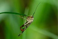 Panorpa communis
